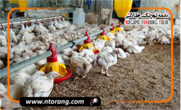 ممنوعیت کشتار مرغ بالای ۴۲ روز / هشدار به مرغداران متخلف